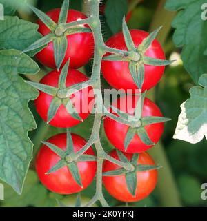 Rote reife Tomaten auf einem Busch im Garten oder Gewächshaus Stockfoto