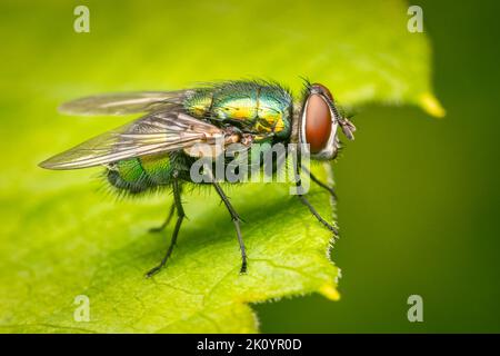 Grüne Flaschenfliege, die auf einem grünen Blatt ruht Stockfoto