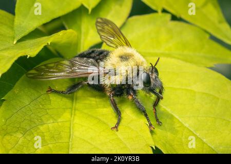 Große Raubfliege, die wie eine Hummel aussieht Stockfoto