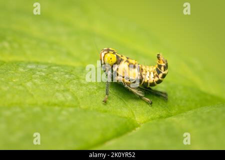 Kleine Trichternymphe, die auf einem grünen Blatt ruht Stockfoto