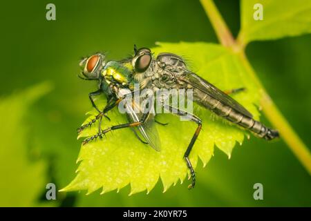 Räuberfliege, die sich auf einer anderen Fliege ernährt, während sie sich auf einem grünen Blatt ausruht Stockfoto