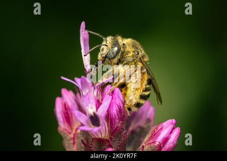 Kleine einsame Biene, die Pollen auf einer Liatris-Blume mit Kopierraum sammelt Stockfoto