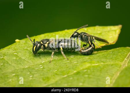 Hylaeus-Bienen paaren sich auf einem grünen Blatt mit grünem Hintergrund Stockfoto