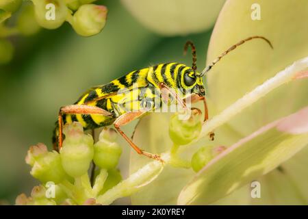 Auf einer Hortensienblüte ruhender Johanniskäfer Stockfoto