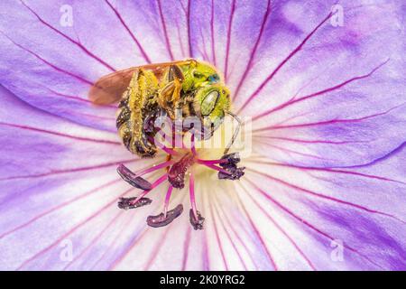 Kleine einsame Biene, die Pollen auf einer Geranienblüte sammelt Stockfoto