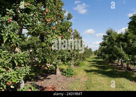 Reihen von Apfelbäumen mit reifen Äpfeln bereit zur Ernte bei Orchard Stockfoto