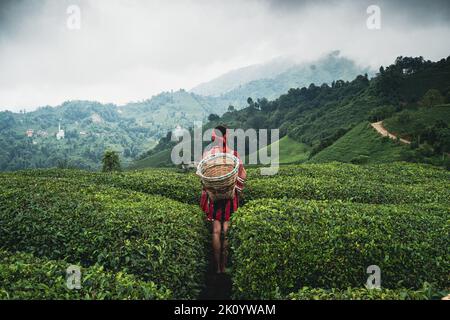 Rückansicht einer jungen Frau mit Korbkorb, die traditionelle rote Kleidung trägt, die zwischen Reihen türkischer Schwarzer Teeplantagen steht und aussieht Stockfoto