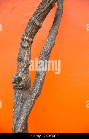 Orangefarbener Wandhintergrund mit Ästen an der Seite. Wand mit natürlichem Rahmen. Konzept Natürlichkeit, Frische, Entspannung und minimalistischer Stil. Stockfoto