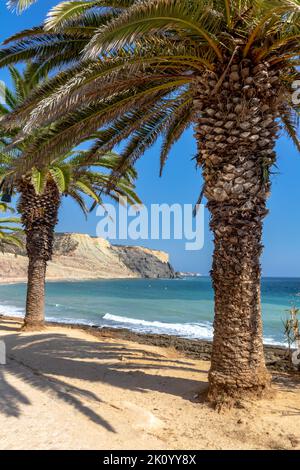 Küste von Luz Strand, Lagos, Portugal. Palmen und klarer blauer Himmel. Stockfoto