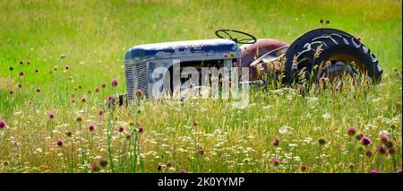 Alter roter Traktor auf dem Feld mit Blumen, die als antike Vintage-Farm-Maschine aufgegeben wurden Stockfoto