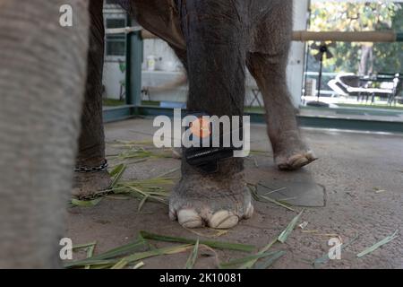 Elephant Chand Nuan wird bei Gefäßproblemen mit einer Therapiedecke im „Friends of the Asian Elephant Hospital“ behandelt. Das Friends of the Asian Elephant Hospital im Norden Thailands ist das erste Elefantenkrankenhaus der Welt. Seit 1993 behandelt sie Elefanten mit Beschwerden, die von Augeninfektionen bis zu Landminenverletzungen reichen. Stockfoto