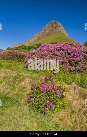 Irland, County Sligo, Gortarowey, Ben Bulben Berg mit Rhododendren im Vordergrund. Stockfoto