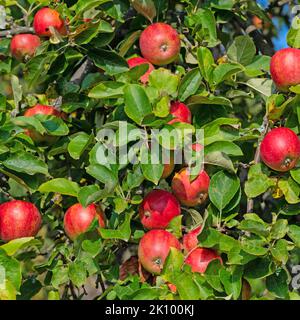 Reife Äpfel auf dem Baum zur Erntezeit Stockfoto