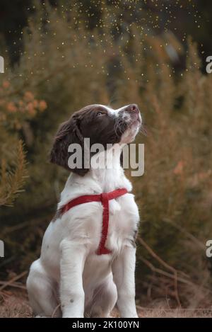 Porträt eines neugierigen und niedlichen englischen Springer Spaniel-Welpen, der in einem skurrilen Herbstgarten aufschaut Stockfoto