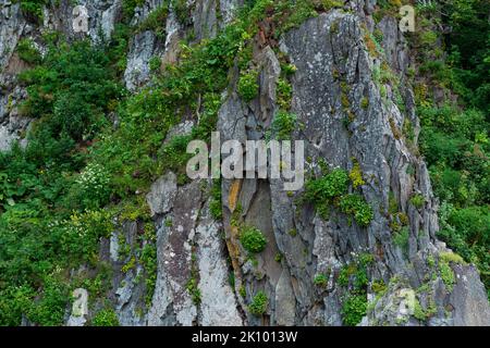 Die steilen Basaltklippen sind von üppiger Vegetation überwuchert Stockfoto
