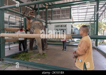 Elefant Chand Nuan wird bei Freunden des Asian Elephant Hospital mit Elektroakupunktur behandelt. Das Friends of the Asian Elephant Hospital im Norden Thailands ist das erste Elefantenkrankenhaus der Welt. Seit 1993 behandelt sie Elefanten mit Beschwerden, die von Augeninfektionen bis zu Landminenverletzungen reichen. (Foto von Ana Norman Bermudez / SOPA Images/Sipa USA) Stockfoto