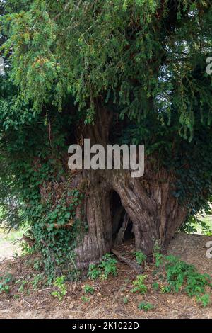 Alter Eibenbaum, Taxus baccata, auf dem Kirchhof der St. Stephen's Church, Llanstephan, Powys, Wales Stockfoto