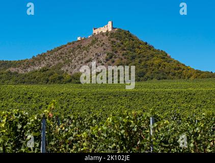 Weinberge und Ruine Burg Dívčí Hrady (Děvičky), Pavlov, Tschechische Republik Stockfoto