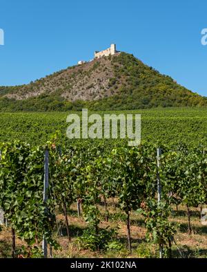 Weinberge und Ruine Burg Dívčí Hrady (Děvičky), Pavlov, Tschechische Republik Stockfoto