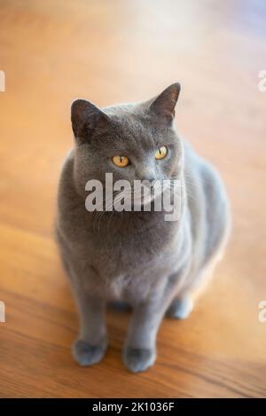 Nahaufnahme der katze chartreux auf Holzhintergrund Stockfoto