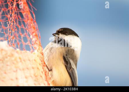 Chickadee hängt an einem Netz und isst Suet. Stockfoto