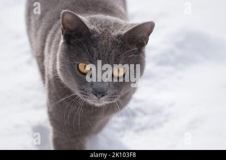 Portait von Chartreux Katze auf schneebedecktem Hintergrund Stockfoto