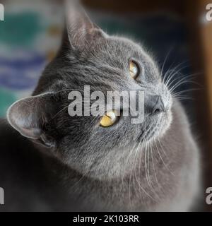 Eine Portait der Chartreux Katze Stockfoto