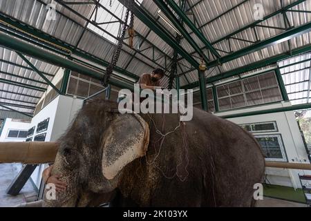 Lampang, Thailand. 10. Januar 2022. Elephant Chand Nuan wird im Friends of the Asian Elephant Hospital mit Elektroakupunktur behandelt. Das Friends of the Asian Elephant Hospital im Norden Thailands ist das erste Elefantenkrankenhaus der Welt. Seit 1993 behandelt sie Elefanten mit Beschwerden, die von Augeninfektionen bis zu Landminenverletzungen reichen. (Bild: © Ana Norman Bermudez/SOPA Images via ZUMA Press Wire) Stockfoto