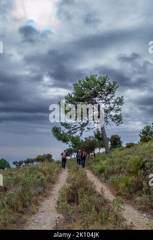 Wanderer wandern auf dem Weg mit vielen Büschen und einer großen einsamen Kiefer und Sturm wolkigen Himmel Stockfoto