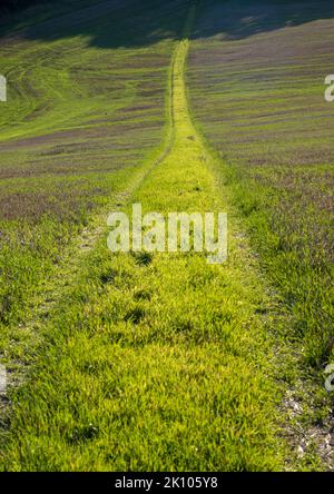 Ein Fußweg über ein Feld im South Downs National Park, West Sussex, Großbritannien. Stockfoto