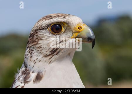 Nahaufnahme des Kopfes eines aufmerksamen und aufmerksamen Peregrine Falken (Falco Peregrinus). Stockfoto
