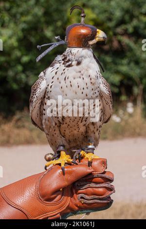 Der Kapuzenfalken (Falco Peregrinus), der beim Transport eine Kapuze trägt, um die Augen zu bedecken, sitzt auf dem Lederhandschuh eines Falkenexperten. Nahaufnahme Stockfoto