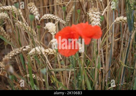 Foto des roten Mohns. Sommerszene in der Natur. Wildblumen aus nächster Nähe. Reifer Weizen. Staubgefäß und Pistill. Industrieanlage. Agrarbereich. Organische Pflanzen. Stockfoto