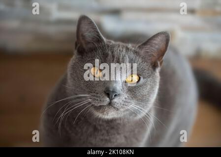 Chartreux Katzenportrait Stockfoto