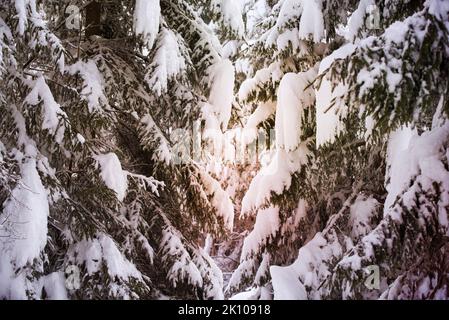 Fichten bedeckt mit Schnee im Wald Stockfoto