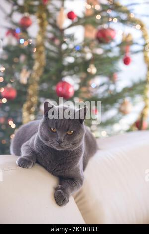 Chartreux Katze ruht auf einem Sofa vor einem verschwommenen weihnachtsbaum im Hintergrund Stockfoto