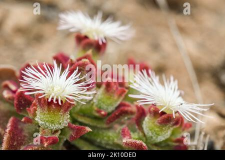 Nahaufnahme von mesembryanthemum crystallinum Stockfoto