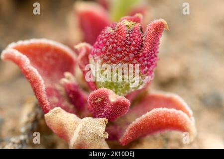 Nahaufnahme von mesembryanthemum crystallinum Stockfoto