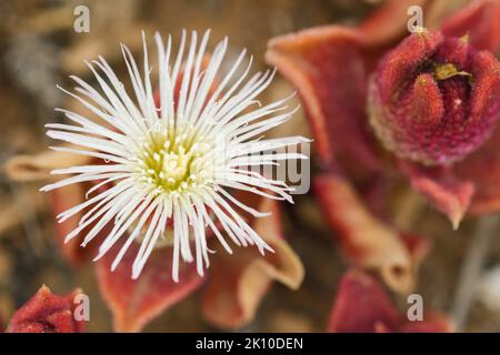 Nahaufnahme von mesembryanthemum crystallinum Stockfoto