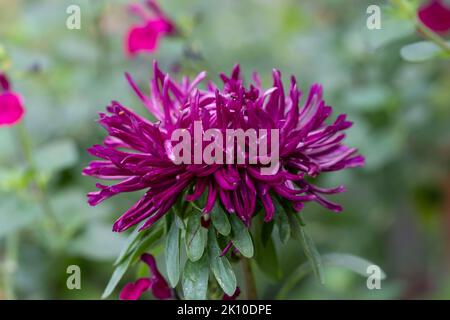 Leuchtend farbige violette Aster-Blüten namens Pavlova Blue. Die Blumen sind einjährig und wurden an einem sonnigen Tag im Spätsommer in London fotografiert. Stockfoto