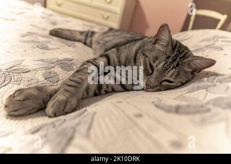 Hauskatze schläft bequem auf dem großen Bett zu Hause Stockfoto