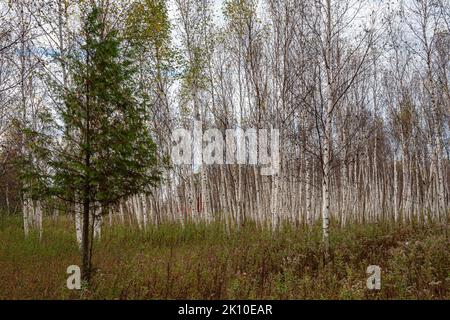 Ein einbunter Zedernbaum wächst vor einem Birkenhain mit einer Grenze von Goldenrod, vorbei an Blüte, Door County, Wisconsin Stockfoto