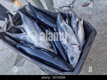 Thunfisch, Thunnus alalalunga, Transportwagen für die Verarbeitung, Stockfoto