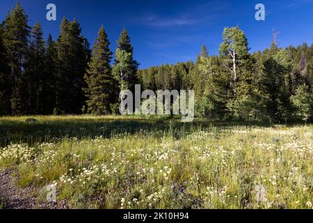 Wildblumen aus dem späten Frühling blühen auf einer Wiese unterhalb der flachen Wände des Bug Canyon. Grand Teton National Park, Wyoming Stockfoto