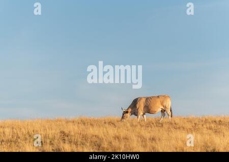 Aubrac Kuh auf einer trockenen Weide im Sommer. Aubrac, Frankreich. Stockfoto