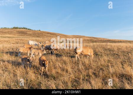 Aubrac Kühe auf einer trockenen Weide im Sommer. Aubrac, Frankreich. Stockfoto