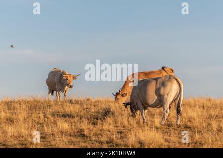 Aubrac Kühe auf einer trockenen Weide im Sommer. Aubrac, Frankreich. Stockfoto