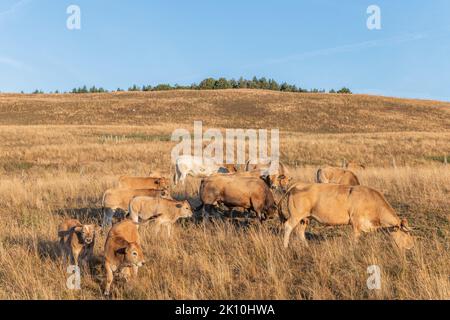 Aubrac Kühe auf einer trockenen Weide im Sommer. Aubrac, Frankreich. Stockfoto