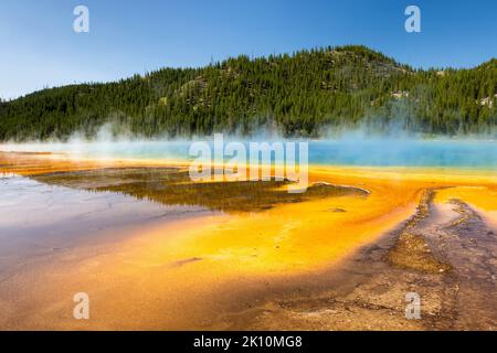 Leuchtend orangefarbene Thermophile, die aus den kochenden Gewässern der Grand Prismatic Spring im Midway Geyser Basin herausgreifen. Yellowstone-Nationalpark, Wyom Stockfoto