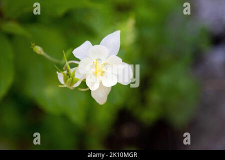 Am Granite Canyon Trail blüht eine weiße, säulenhohe Wildblume hoch über den umliegenden Blättern. Grand Teton National Park, Wyoming Stockfoto